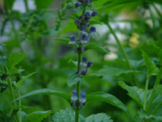 Scutellaria altissimaGlidkruid bestellen